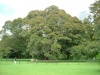 macrophylla (Moreton Bay Fig)